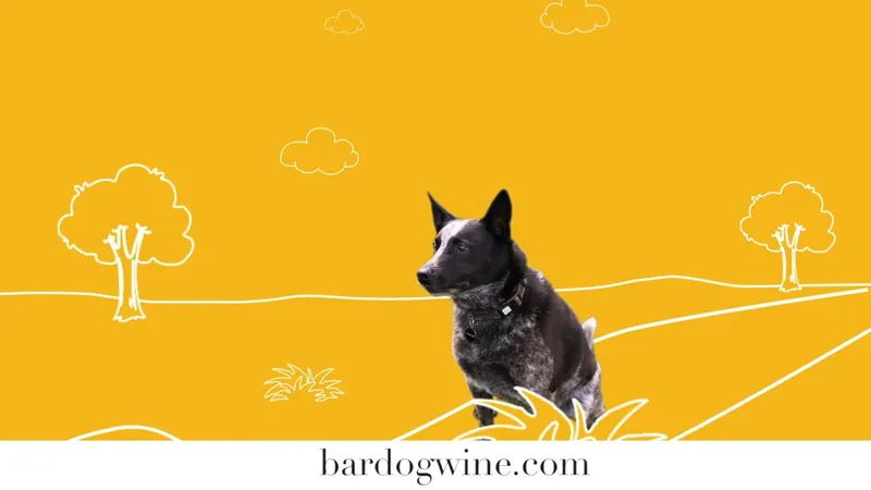 Bar Dog Wine Connected TV Ad